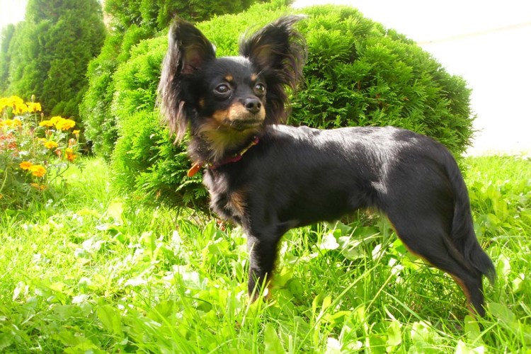 Кокер спаниель охотничий