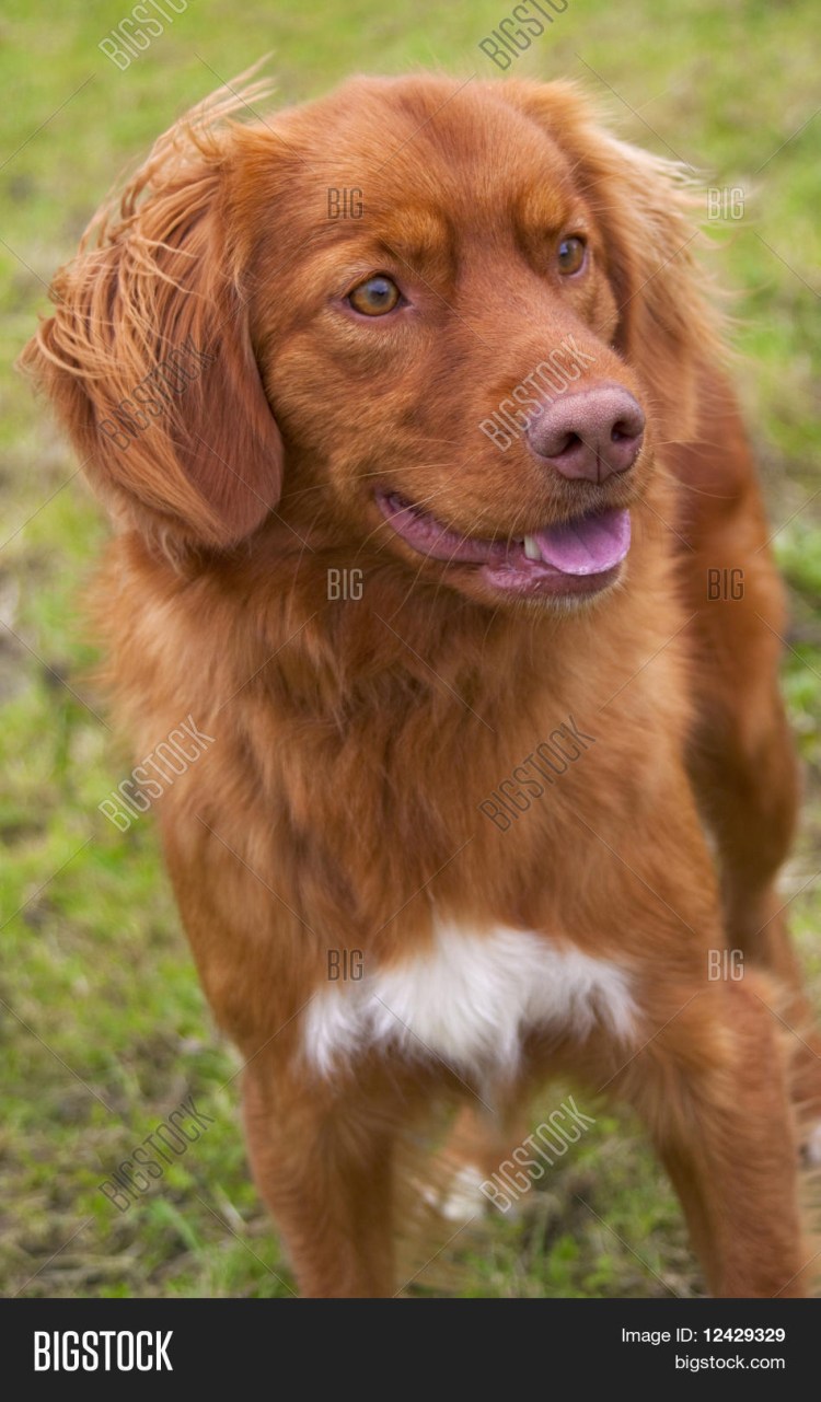 Немецкий кокер спаниель