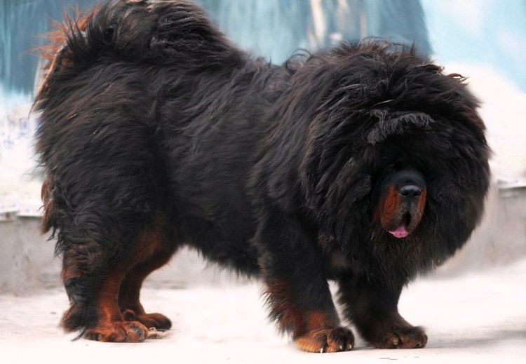 Курцхаард +лайка метис