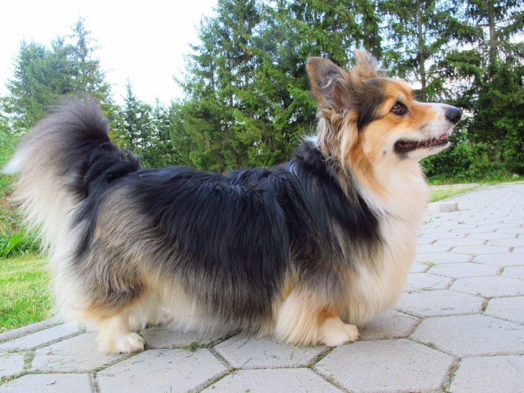 Фон однотонный прозрачный