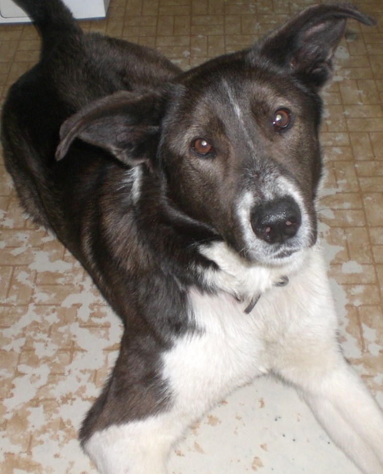 Китайская хохлатая лысая