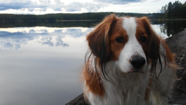 Тибетский мастиф Хонг Донг