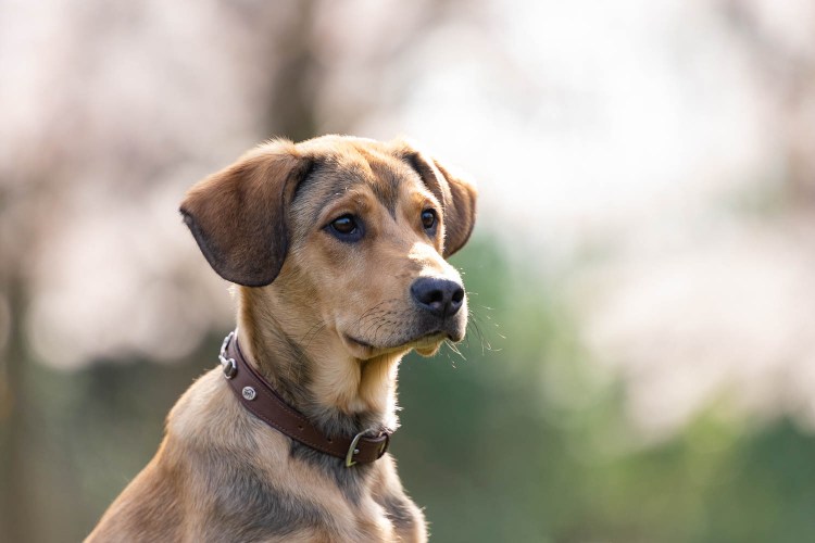 Оранжево белый экран