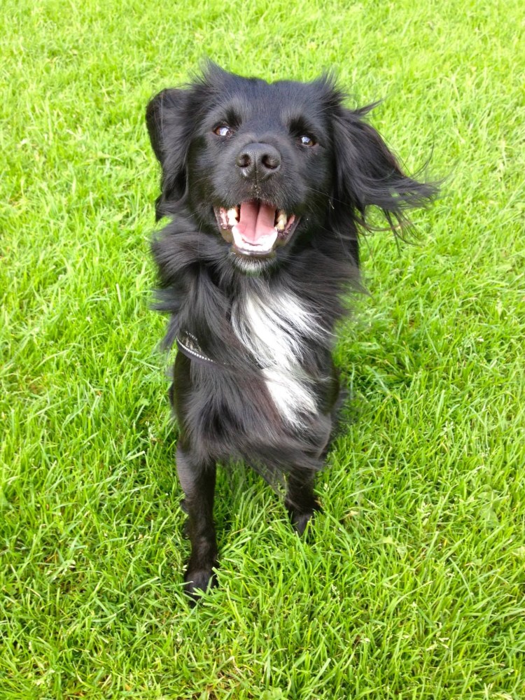 Стабихун порода собак