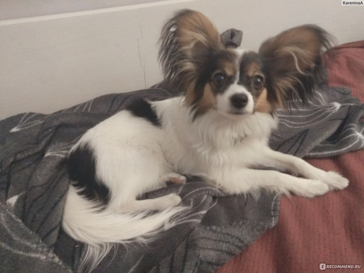 Спрингер спаниель щенки