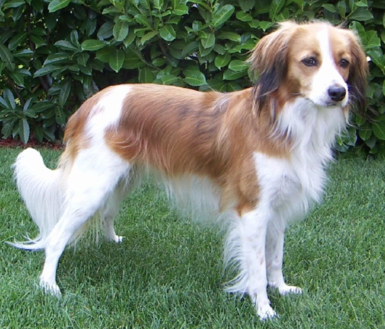 Собаки похожие на койкерхондье