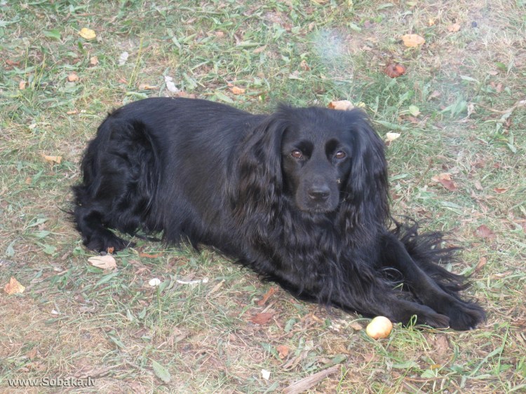 Русский карликовый спаниель