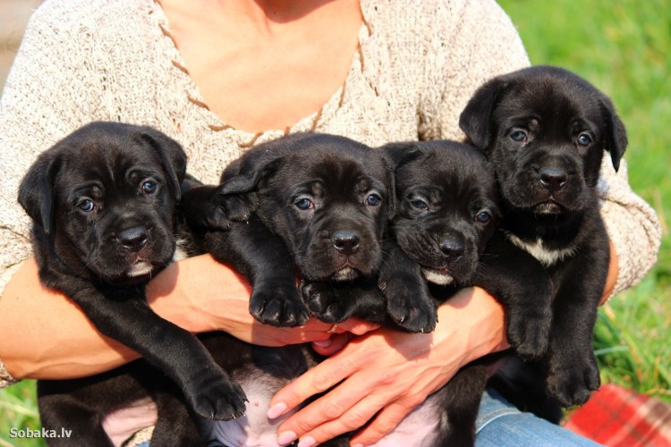 Я стал собакой