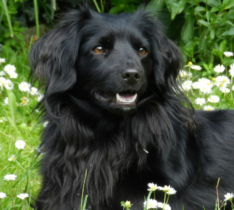 Голландский тульпхонд собака