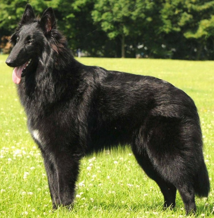 Муди "Чаманоро" Данғара