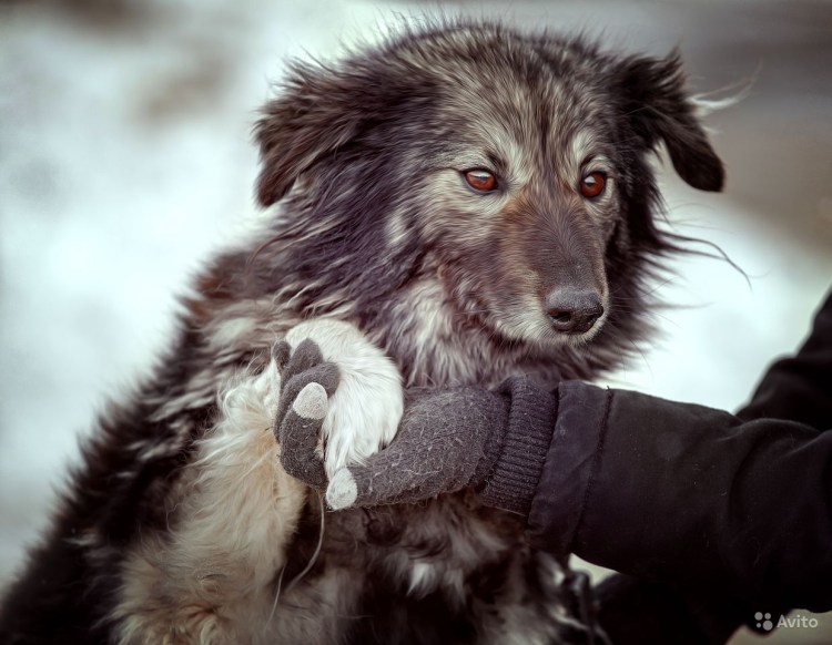 Порода собак коикерхондье черно белая