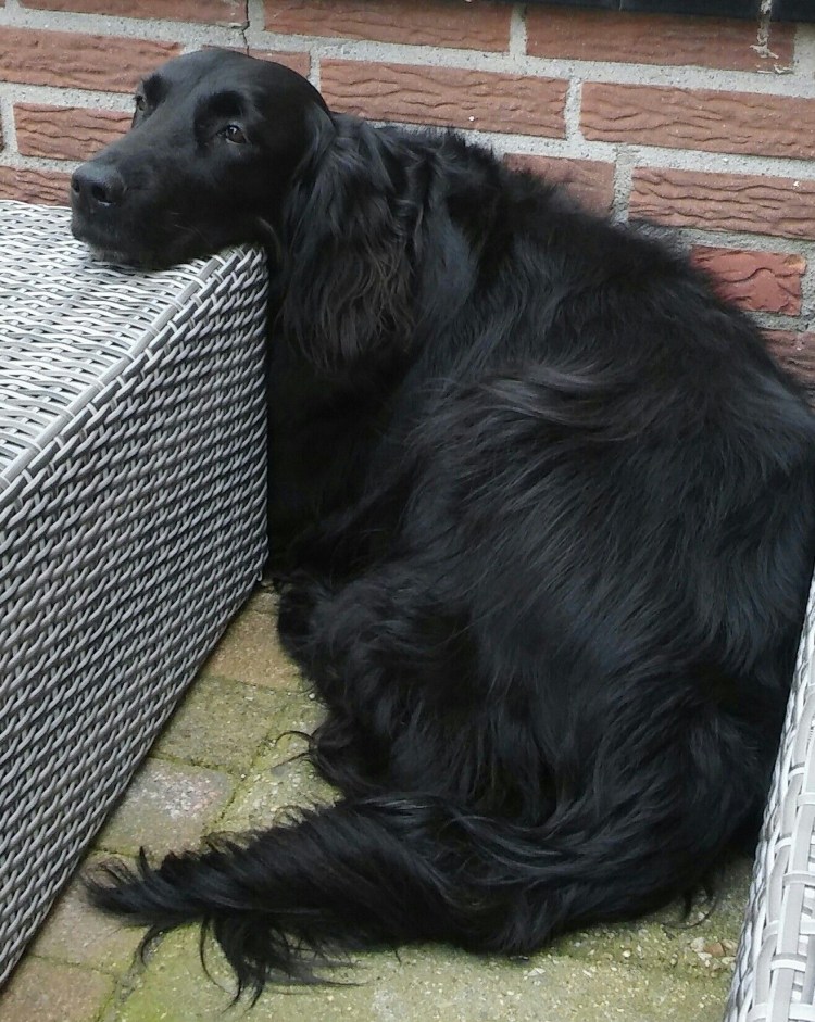 Охотничий спаниель метис