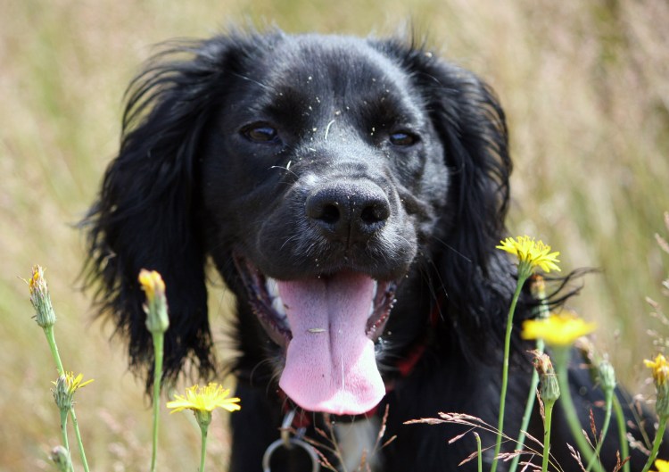 Маркизье порода