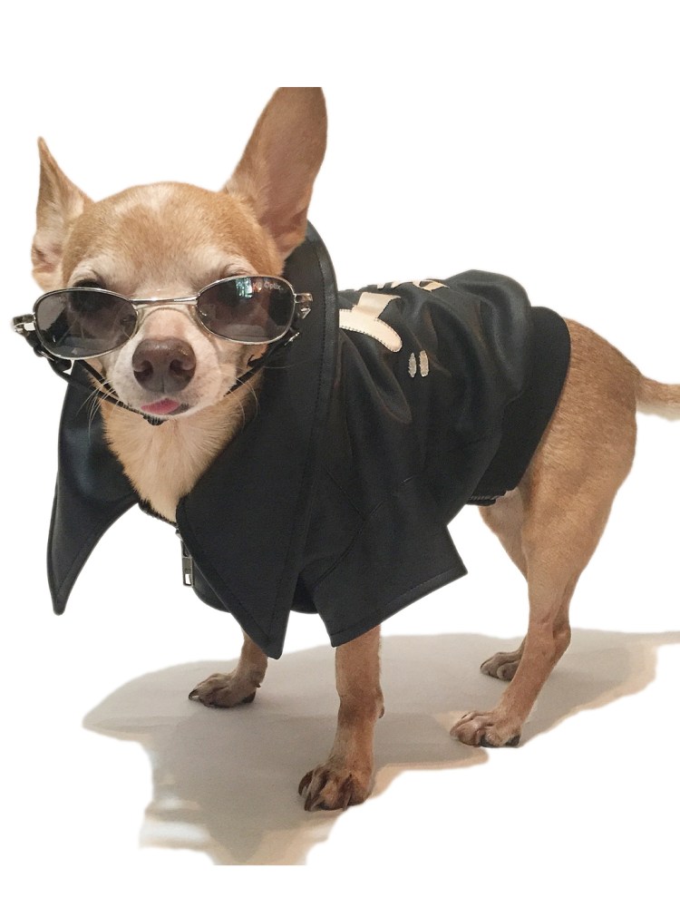 Собака в кожаной куртке