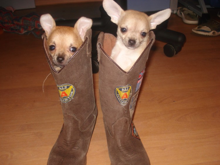 Ruffwear Polar Trex обувь для собак