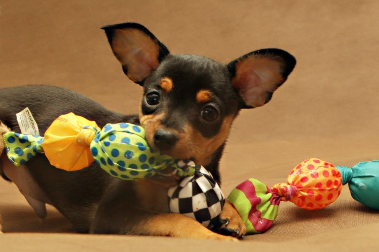 Платье для той терьера