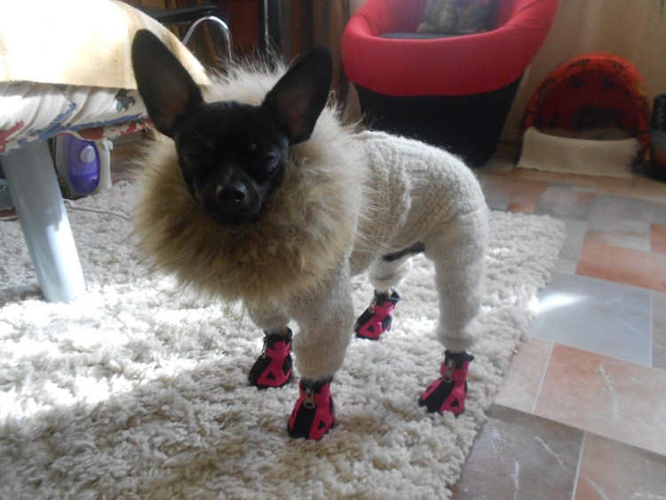 Порода собачек чухвахва