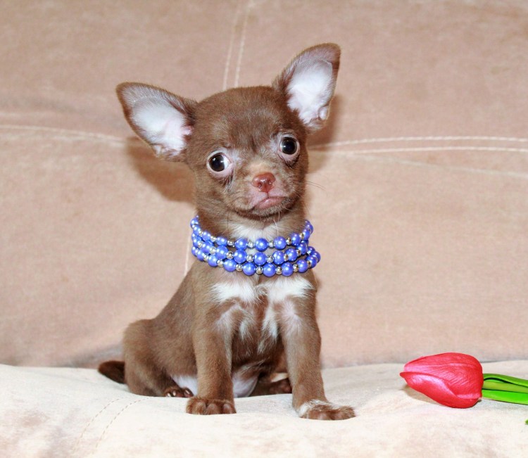 Чихуа Хуа Хуа в одежде