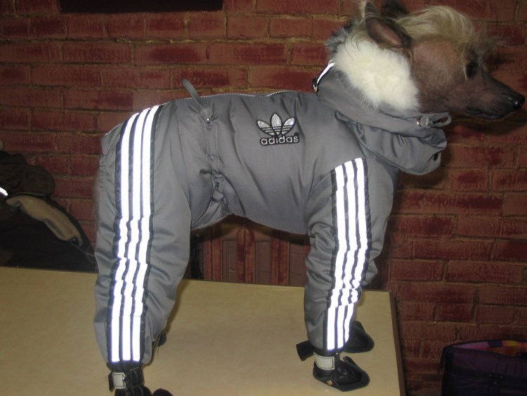 Тапочки связать для той терьера.