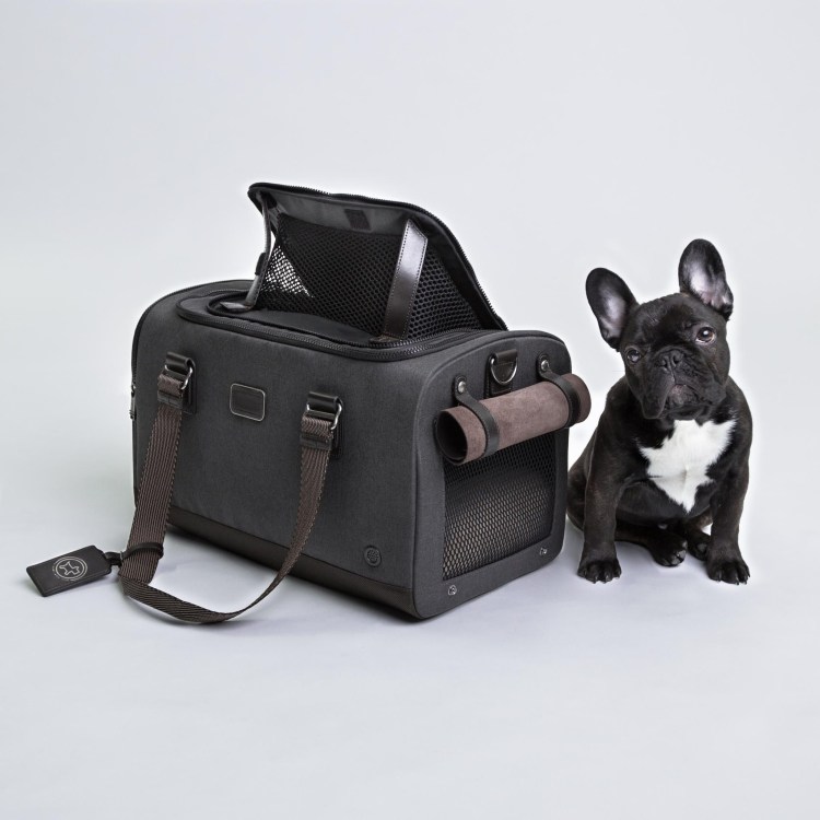 Мопс и кот в одной переноске