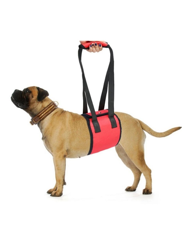 Переноски для чихуахуа