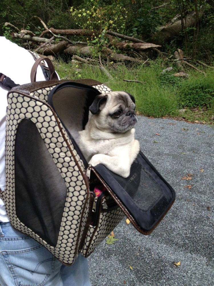 Рюкзак Мопс