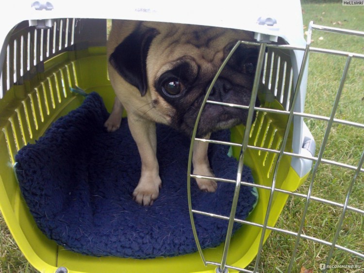 Переноска для животных Petsfit