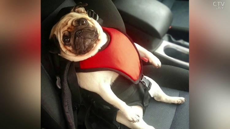 Рюкзак Pet Carrier