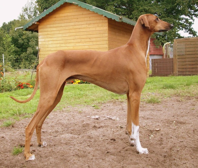 Азавак борзая голубых берберов