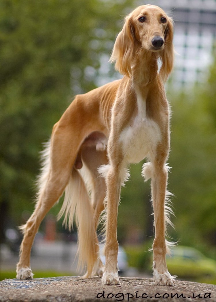 Порода собаки шотландский Дирхаунд