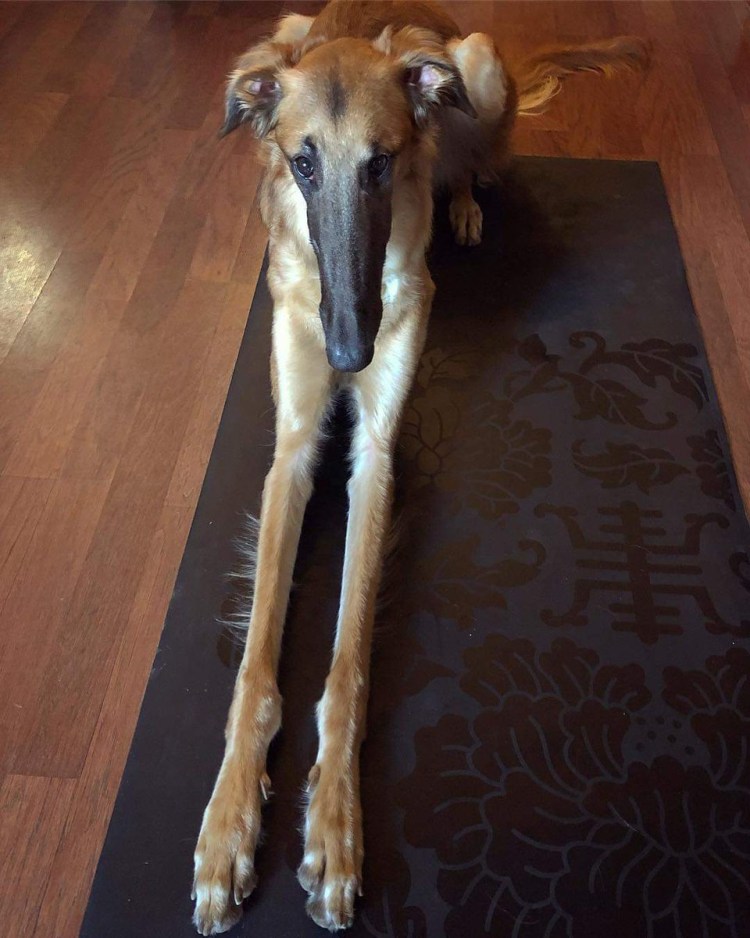 Салюки порода собак