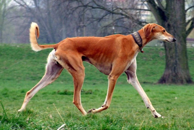 Борзая Левретка
