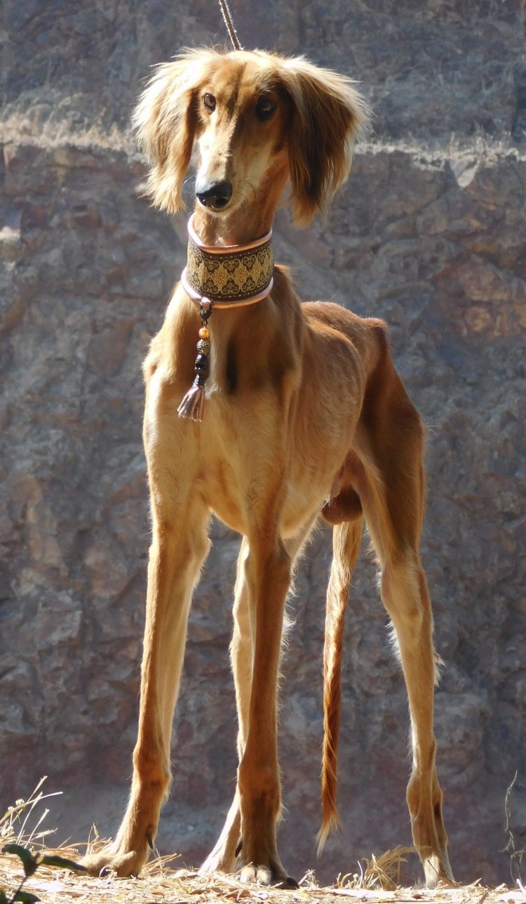 Черный Королевский дог