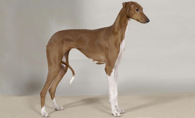 Азавак борзая голубых берберов