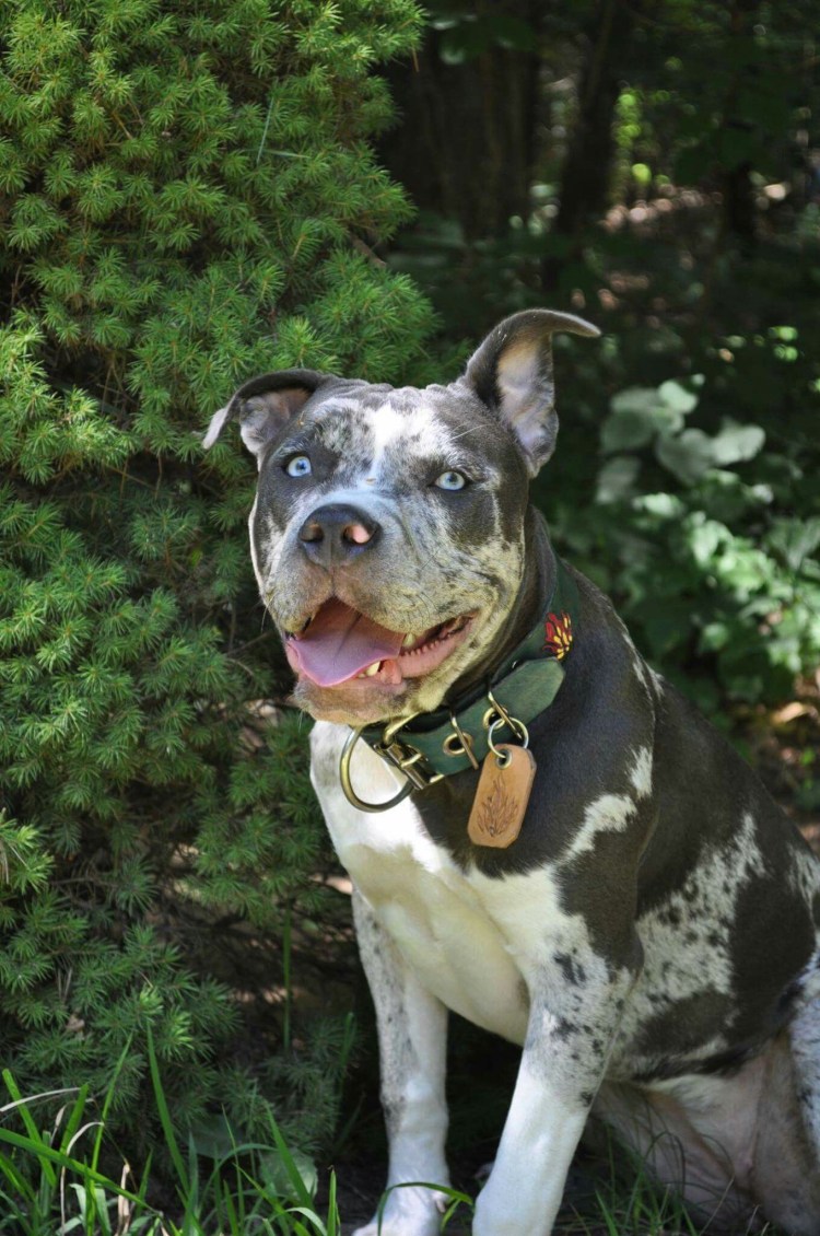 Бультерьер Мерль