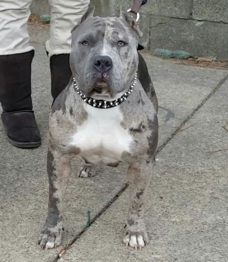 Американский питбультерьер Халк