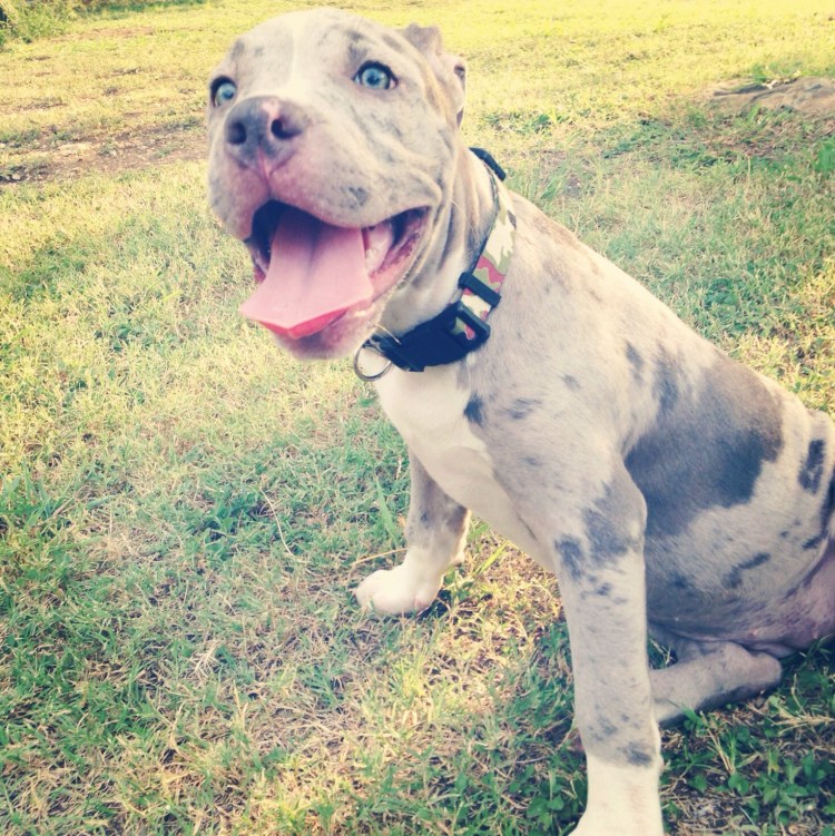 Албанский питбуль Мерль