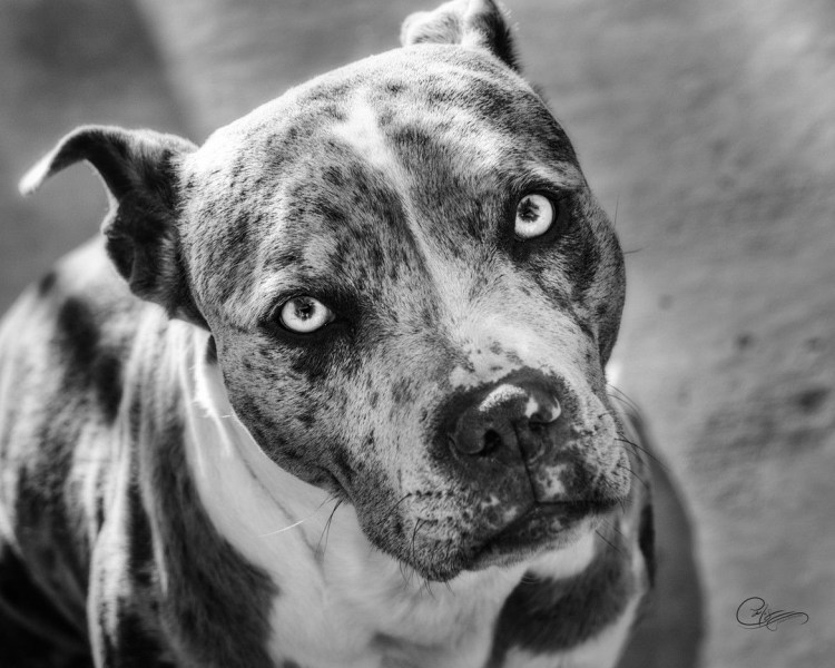 Американский стаффордширский терьер тигровый