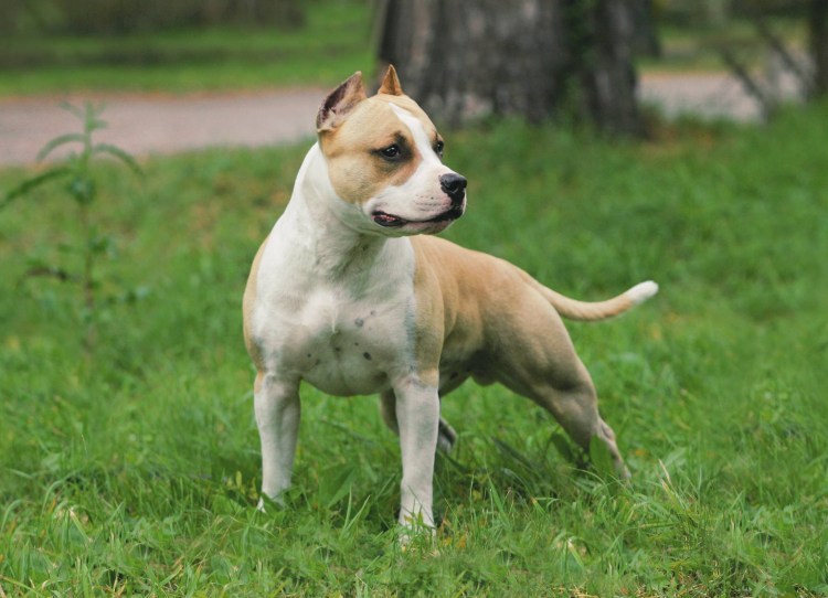 Стаффордширский терьер булли