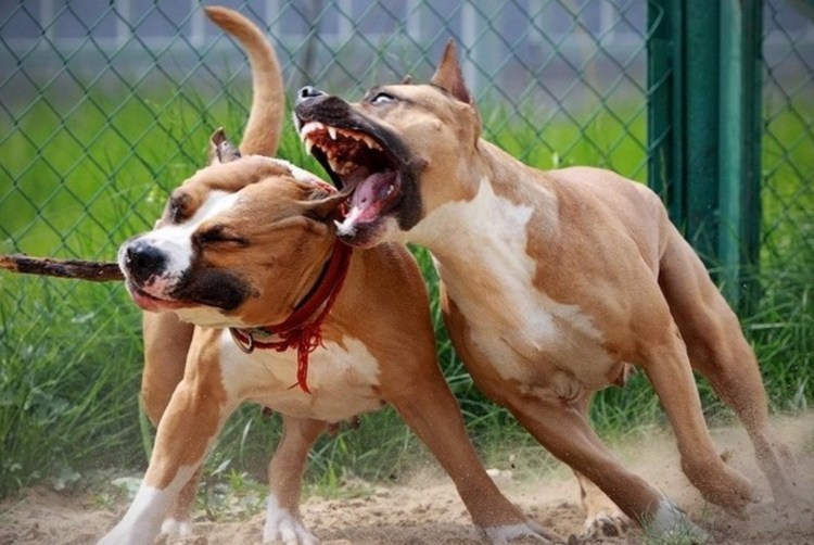 Стаффордширский терьер в атаке