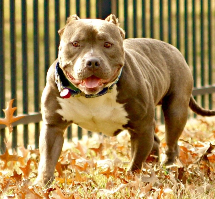 Брэд питбуль