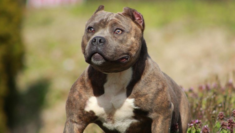 Домашние фото питбулей