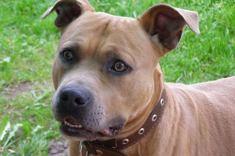 Американский пит стафф терьер