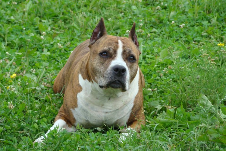 Американский булли терьер