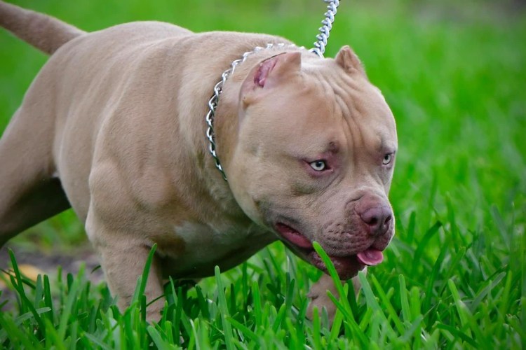 Бультерьер злой Бойцовский