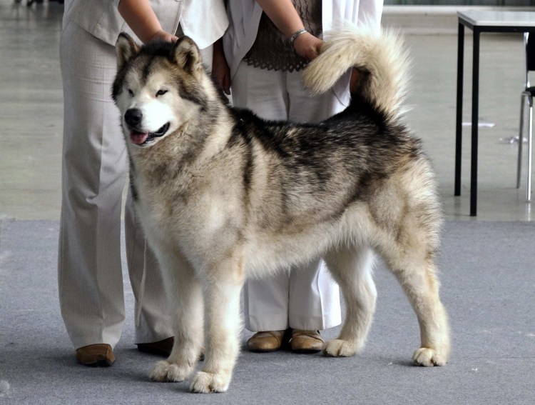 Маламут и дворняга