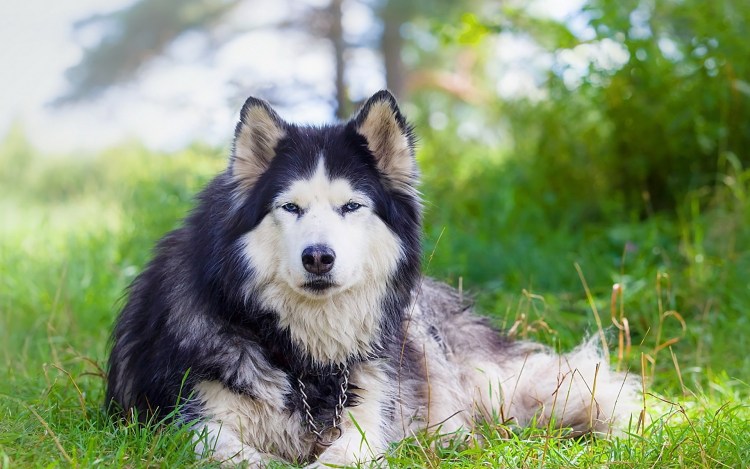 Аляскинский маламут