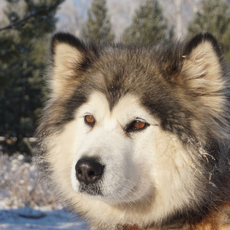 Маламут Аляскинский гигант