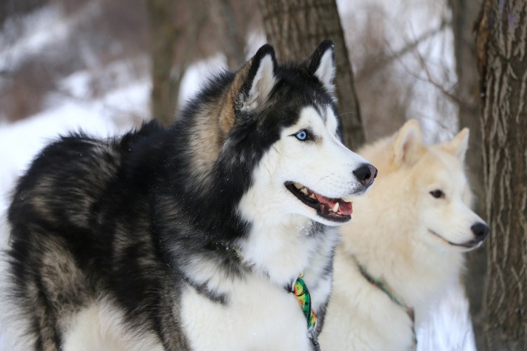 Аляскинский маламут и алабай