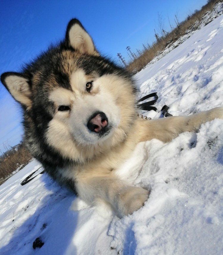 Маламут собака фото цена